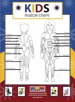 Muscle_chart_Included_in_sets_1__2.jpg
